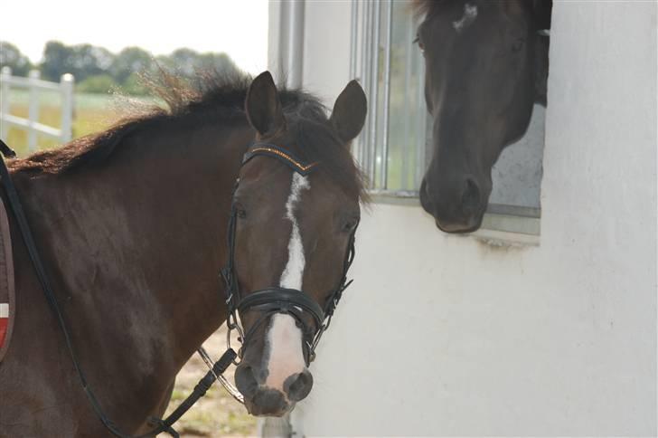 Min lille Banditte<3 billede 1