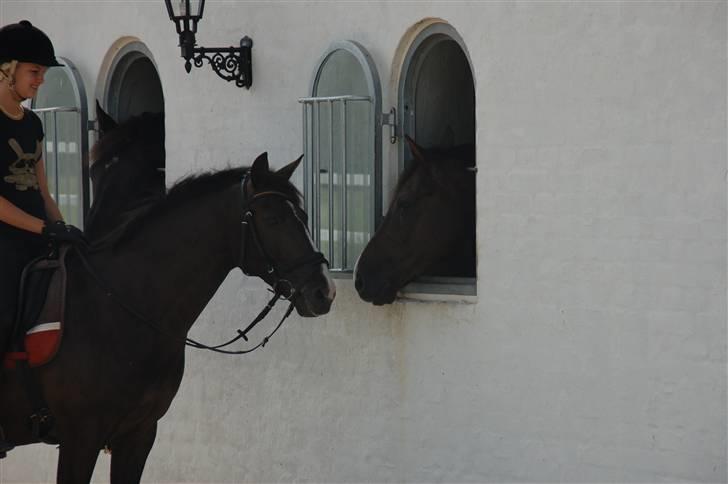 Min lille Banditte<3 billede 2