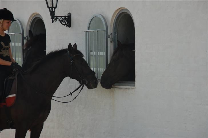 Min lille Banditte<3 billede 3