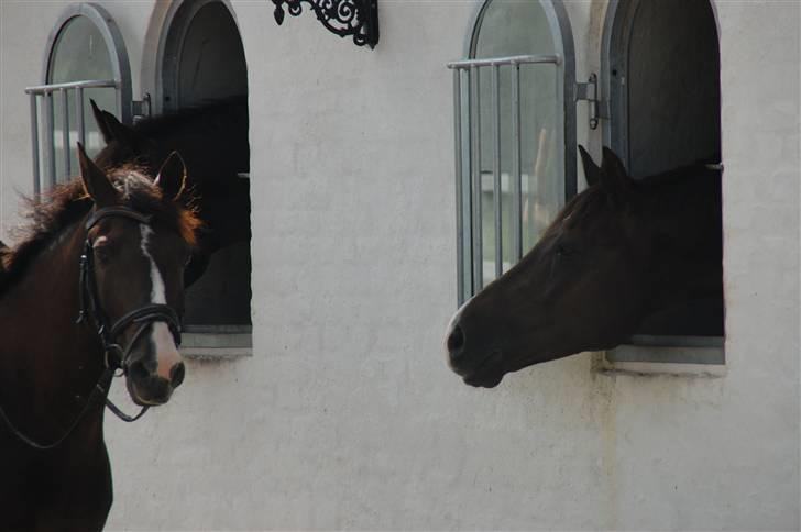 Min lille Banditte<3 billede 5