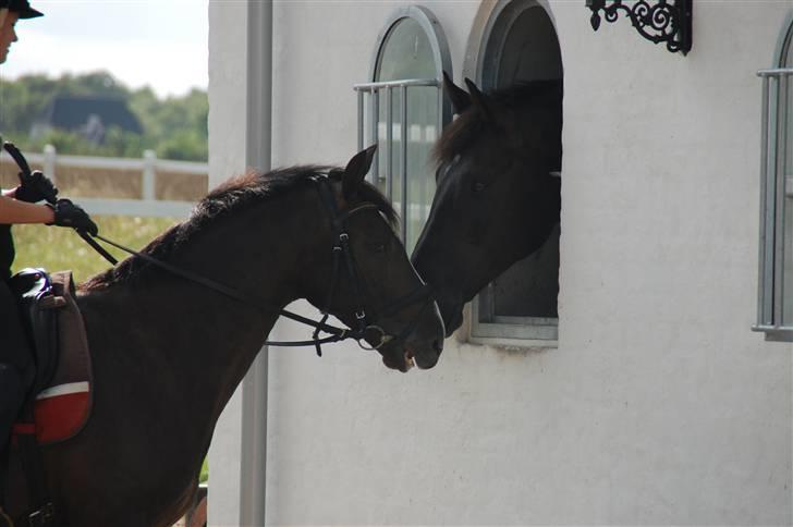 Min lille Banditte<3 billede 6