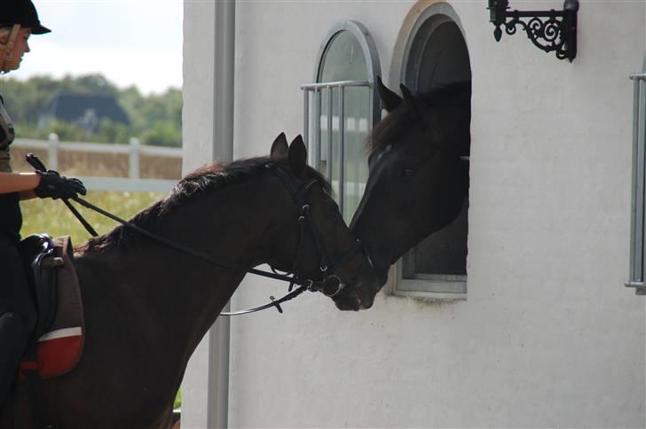 Min lille Banditte<3 billede 7