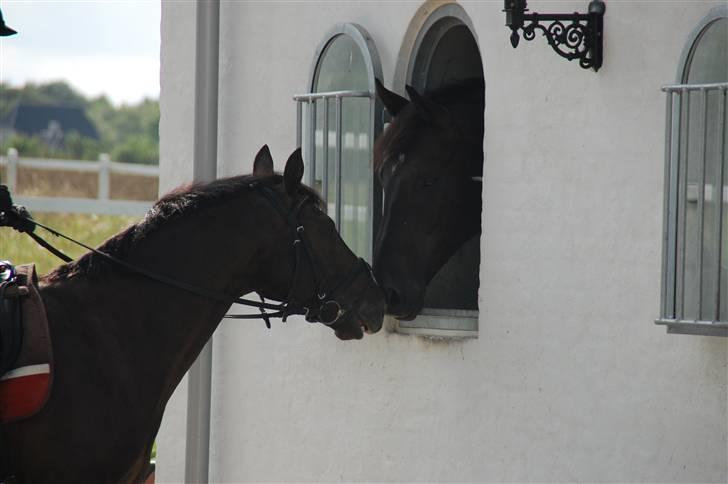 Min lille Banditte<3 billede 9