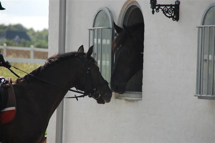 Min lille Banditte<3 billede 10