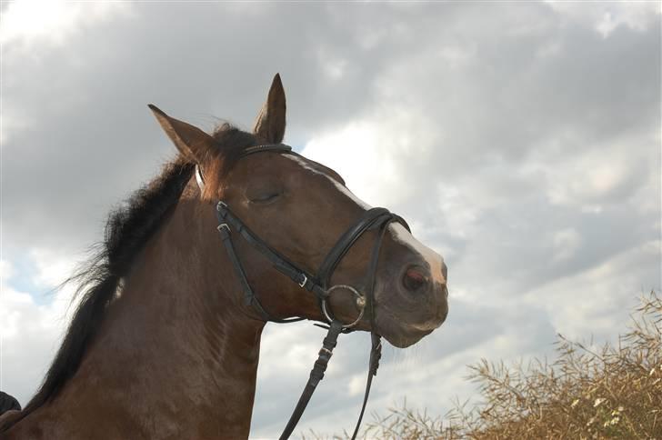 Min lille Banditte<3 billede 22