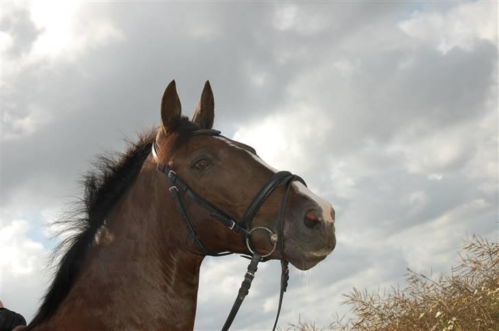 Min lille Banditte<3 billede 23