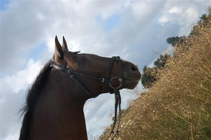 Min lille Banditte<3 billede 24