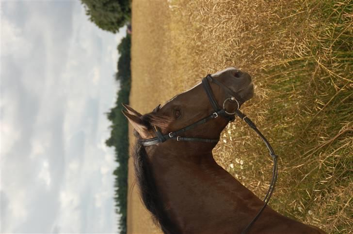 Min lille Banditte<3 billede 25