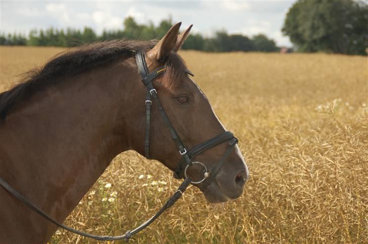 Min lille Banditte<3 billede 26