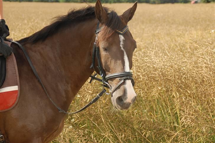 Min lille Banditte<3 billede 27