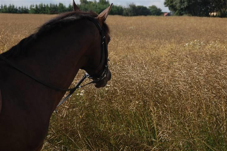 Min lille Banditte<3 billede 28