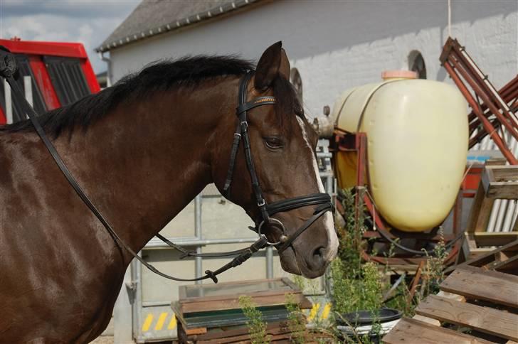 Min lille Banditte<3 billede 29