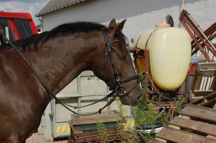 Min lille Banditte<3 billede 30