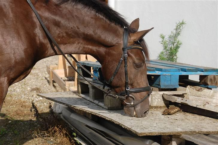 Min lille Banditte<3 billede 31