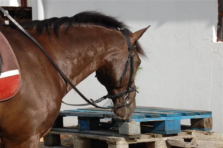 Min lille Banditte<3 billede 32