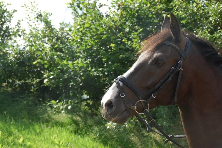 Min lille Banditte<3 billede 71