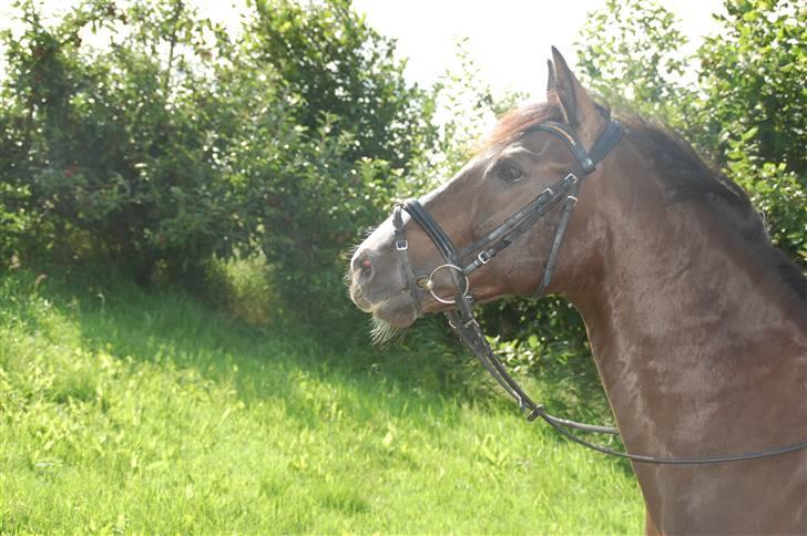 Min lille Banditte<3 billede 72