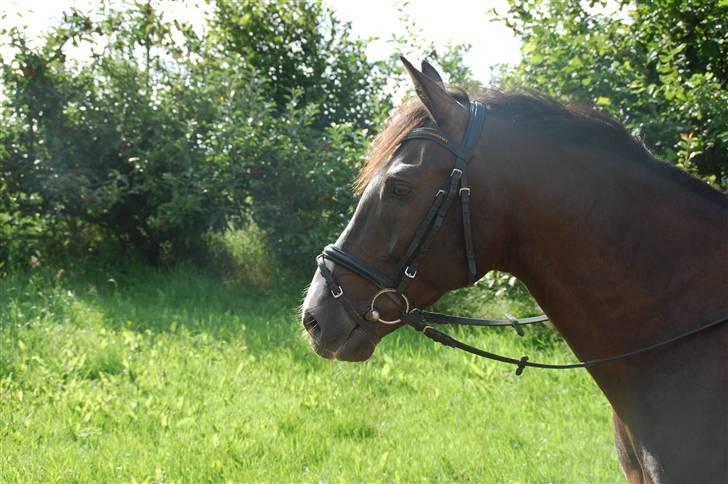 Min lille Banditte<3 billede 73