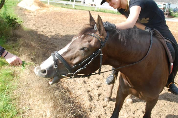 Min lille Banditte<3 billede 76