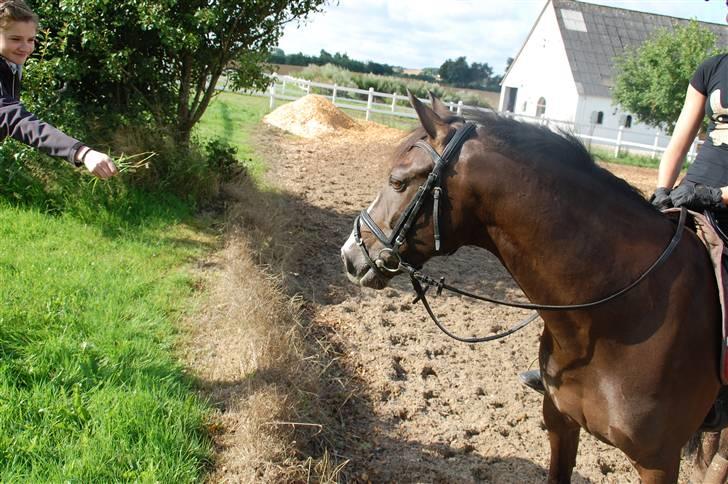 Min lille Banditte<3 billede 96