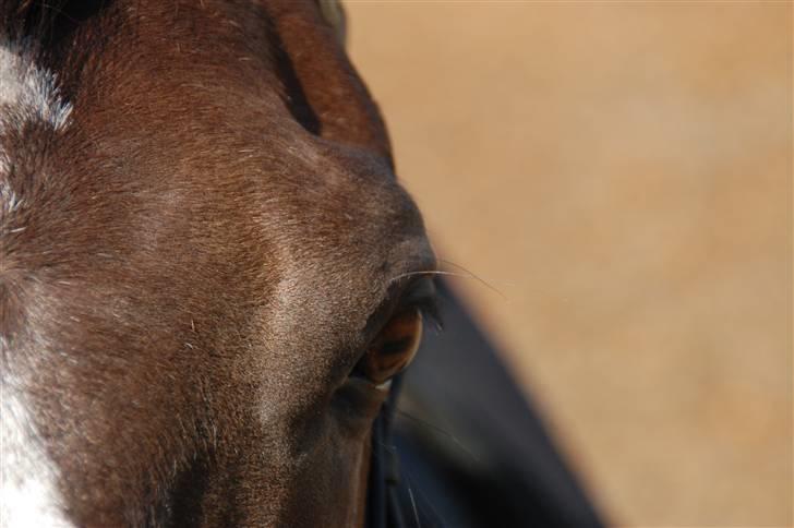 Min lille Banditte<3 billede 98