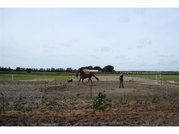 {{currentPhoto.altText}} billede {{currentPhoto.number}}