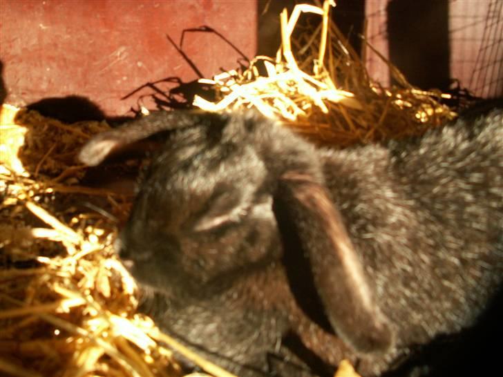 Min SUPER søde kanin <3 - Hvor jeg elsker dig min skat <33 billede 1