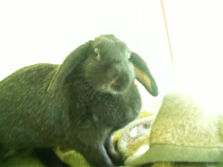 Min SUPER søde kanin <3 - <33 billede 10