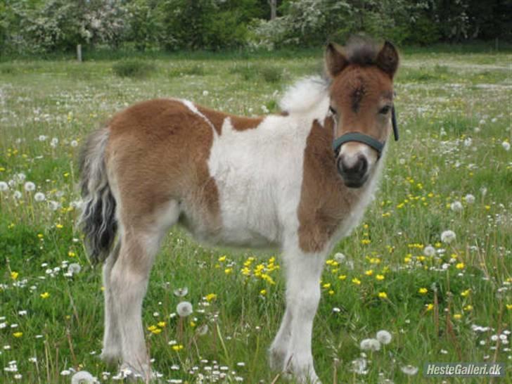 Tidligere heste,føl og ponyer - Ejstrups Aia efter Askepot født 2009, nu solgt til Linda fra stutteri dalbo billede 15