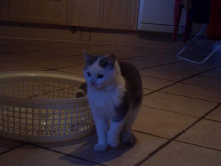 Mine søde katte - Snefnug billede 1