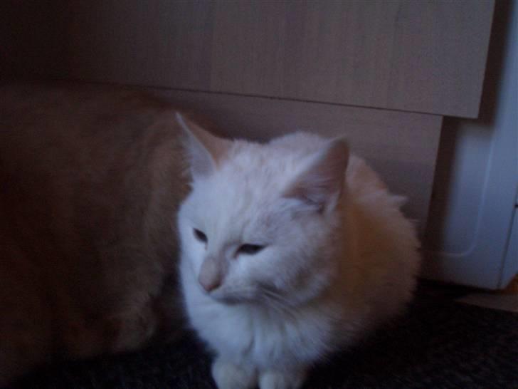 Mine søde katte - Snebold billede 2