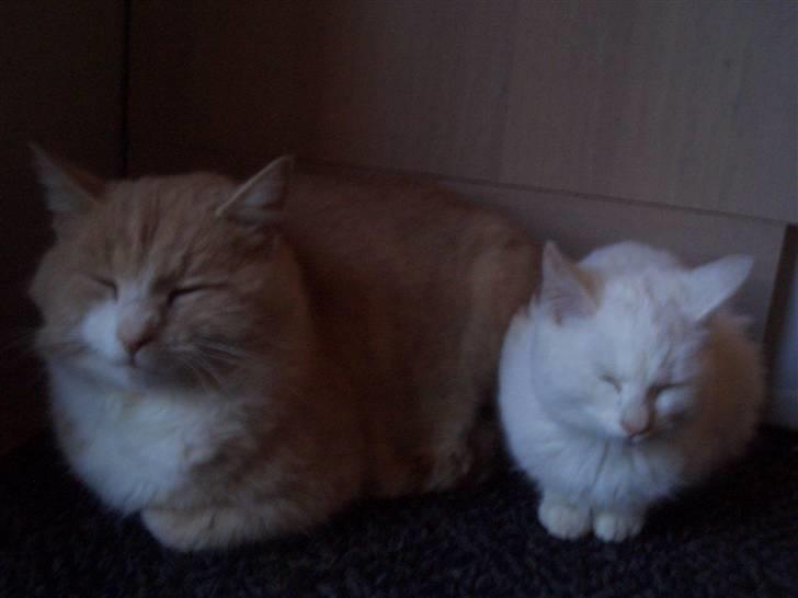 Mine søde katte - Pjucke og snebold. billede 3