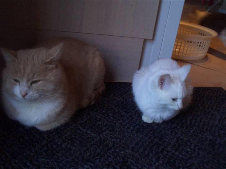 Mine søde katte - Snebold og pjucke.. billede 4