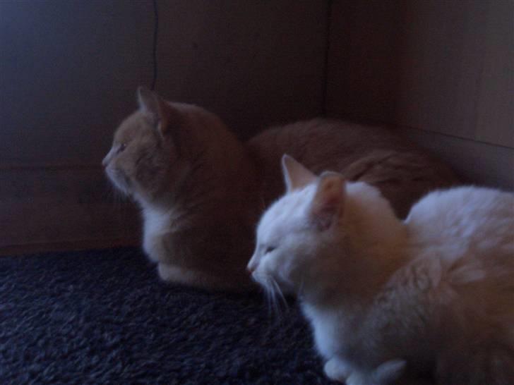 Mine søde katte - Vi snupper lige en lur.. billede 5