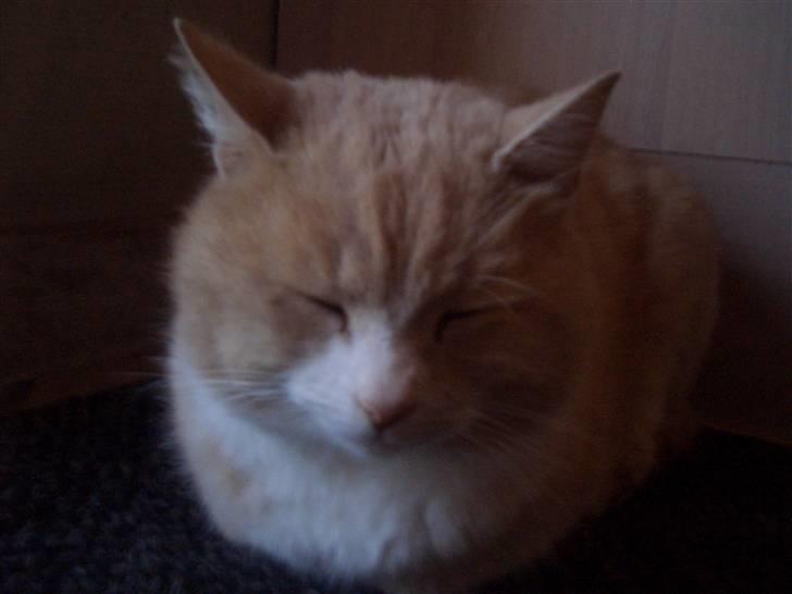 Mine søde katte - Pjucke hvor er du sød! billede 7