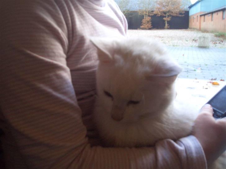 Mine søde katte - Snebold billede 8