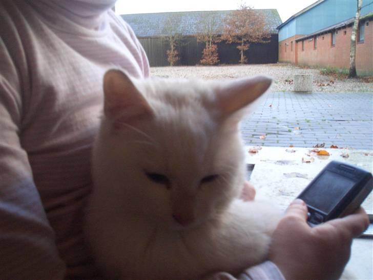 Mine søde katte - Søde søde snebold billede 9