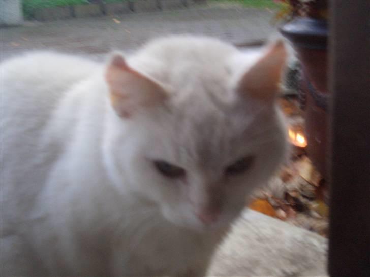 Mine søde katte - Misse mor billede 10