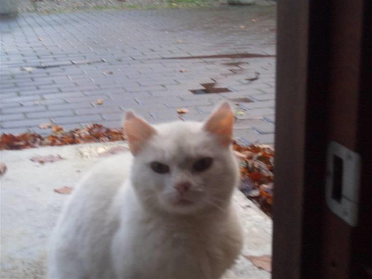 Mine søde katte - Misse mor billede 11