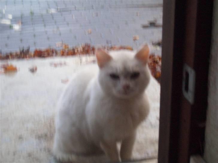 Mine søde katte - Misse mor billede 12