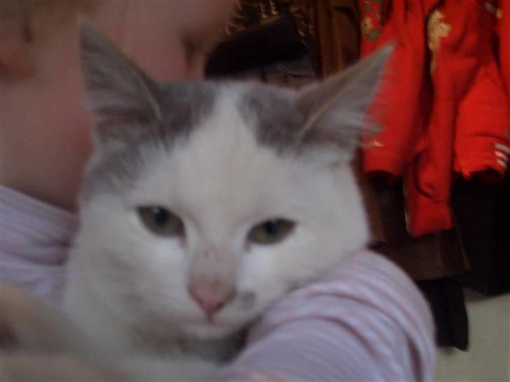 Mine søde katte - Søde snefnug elsker ham billede 13