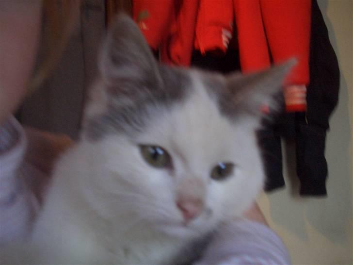 Mine søde katte - Elsker dig snefnug billede 14