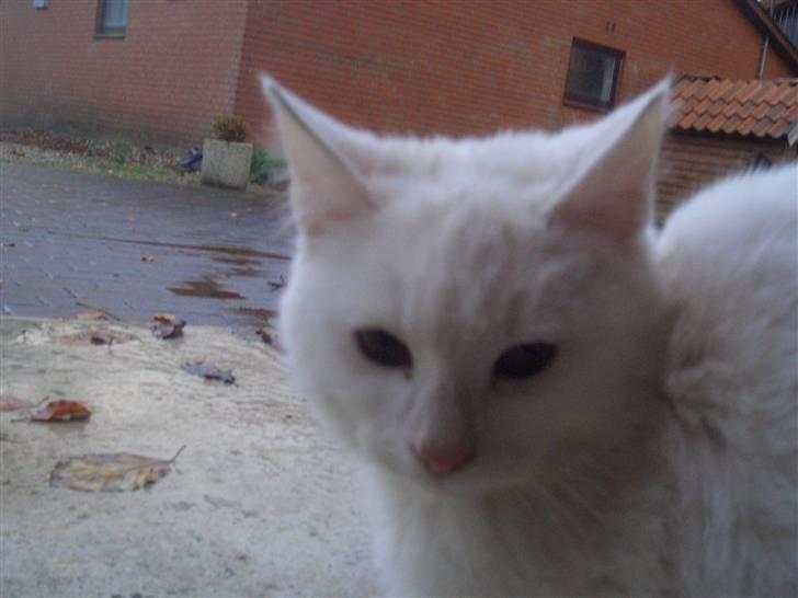 Mine søde katte - Snebold billede 15