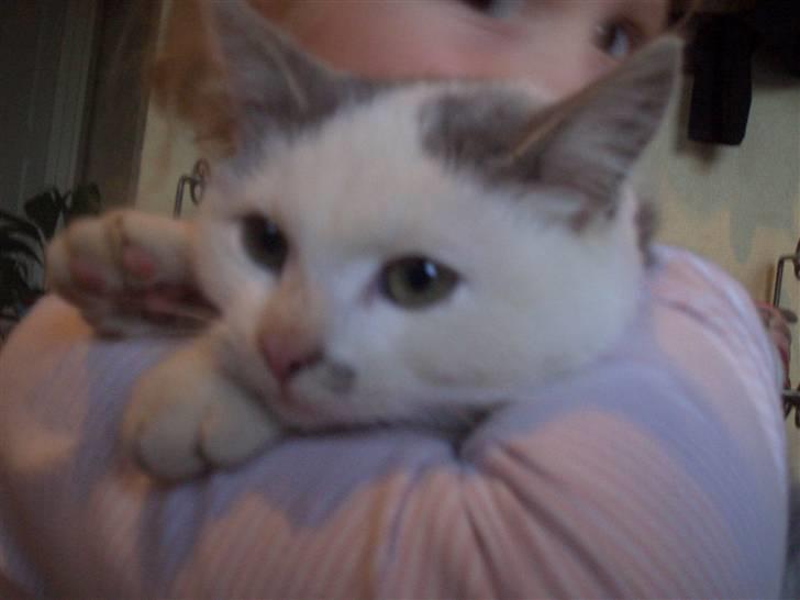 Mine søde katte - Søde fnugger billede 16