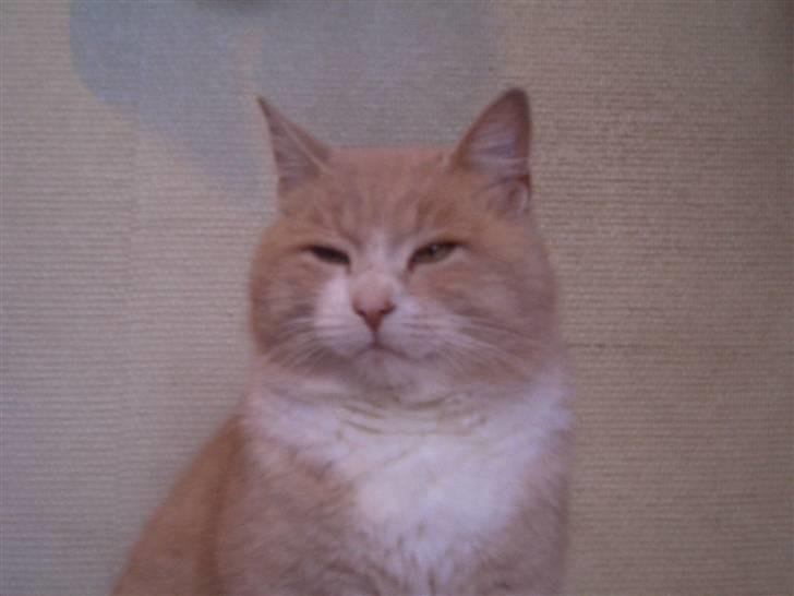 Mine søde katte - Pjucke katte'nes konge billede 18