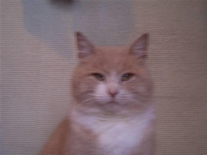 Mine søde katte - Pjuske!! billede 19