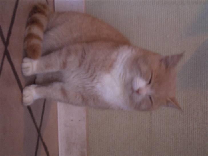 Mine søde katte - Pjulle er du vågen?? billede 20