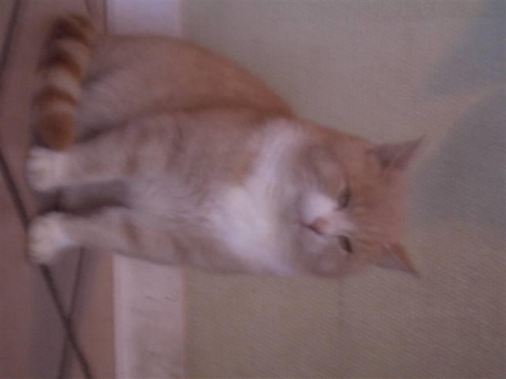 Mine søde katte billede 21