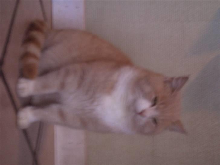 Mine søde katte billede 22