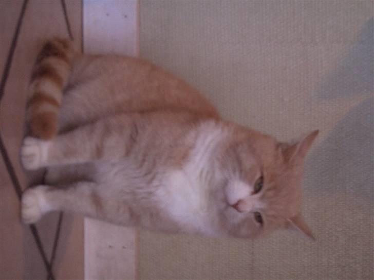 Mine søde katte billede 23